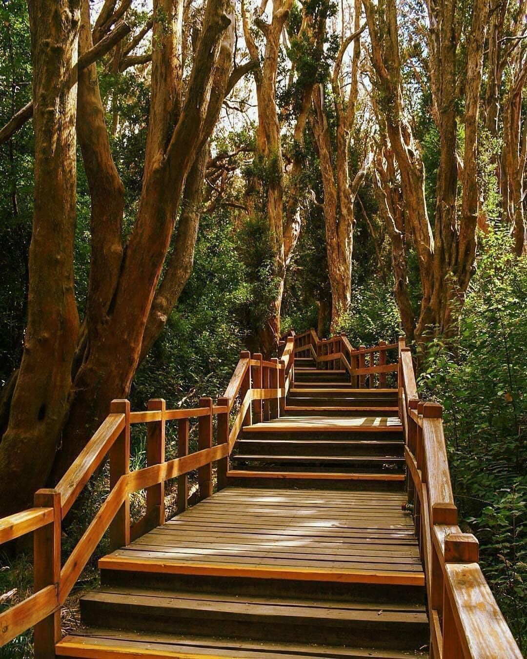 Árboles de arrayán con su corteza canela característica en el Parque Nacional Los Arrayanes, Quetrihué